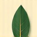 Green leaf icon representing 'Sustainable Business Award'