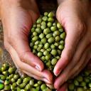 Hands shaking over coffee beans, symbolizing direct trade.